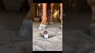 The fate of a weasel almost stepped on by a horse hoof