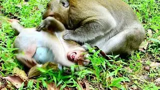 Wow , Sweetpea crying Loudly request mom Popeye help , Why Big monkey Bitten Sweetpe until shout?