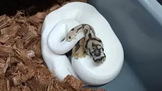The Market SUCKS for ball pythons!!!