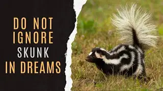 🦨Significance Of Skunk In Dreams | Spiritual Meaning Of Skunk Dream | Skunk Dream Symbolism