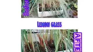 Лимонная трава из моего сада 🌿
