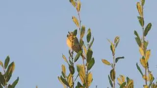 Reed Bunting
