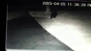 Bear Vernon nj