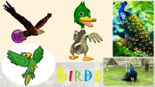 Learn Birds | High, Mid and Low Flying Birds | Birds Names |