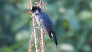 Listen to the call of Black-Bulbul :)