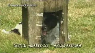 Dutch Sheepdog - Schapendoes & puppies