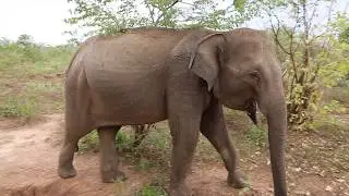 Insight into the Wild Elephant- Dilmah Conservation