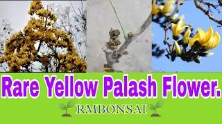How To Grow Palash flower Plant, Rare Yellow Palash Updates//🌱RMBONSAI🌱