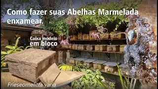 Como fazer suas Abelhas Marmelada enxamear.