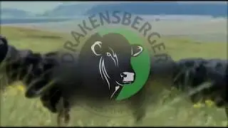 DRAKENSBERGER CATTLE BREEDERS SOCIETY