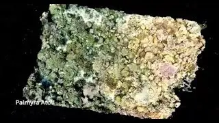 Recreating Entire Coral Reefs in 3D