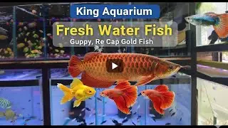 King Aquarium Salem Review 🐠 | Best Fish Shop in Mettur Dam? @kingaquarium1 