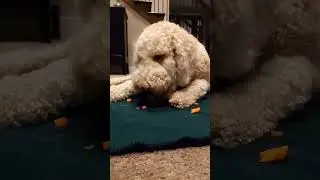 Augie tries a carrot, go to my channel to see full video! #augie #funny #fypシ #lazy