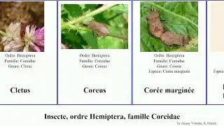 Insecte, ordre Hemiptera, famille Coreidae leptoglossus occidentalis luteus brevirostris Believe