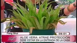 Feng Shui de las plantas: Aloe Vera atrae protecci&oacute;n, suerte y properidad
