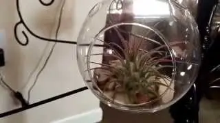 Christmas tree turned air plant tree