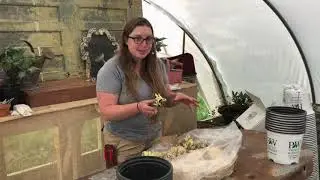 'Going Bananas' for Proven Winners Trial Plants: Part 1 of 3
