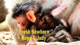 Wow! Super adorable fresh newborn Anya, Super strong fresh newborn Jody, The Monkey Camp 5317