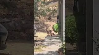 Bobcat on the front porch
