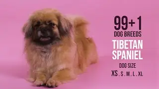 Tibetan Spaniel