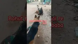 👺Danger 👹 moment, German Shepherd vs Bull 😁 #bull #germanshepherd #dangerous #moments #dog