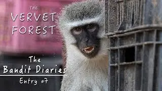 Wild Vervet Monkeys and Emily's Screaming Baby - Bandit Diaries - Vervet Forest - Entry #7