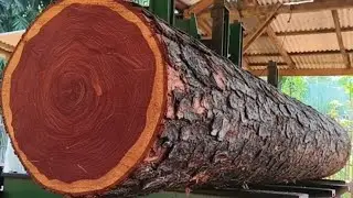 🌲От крупных бревен до качественных досок: этапы работы крупной лесопилки🌲4