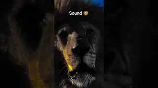 Hunter 350 sound 🦁 #shorts #short #shortsfeed #trending