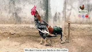 Sold #topquality #aseel #chicks #eggs #trending #ytshorts #like #farming #poultry #hyd #indianbreed 