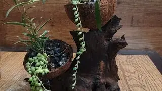 Coconut Shell Craft Ideas - DIY Coconut Shell Planters