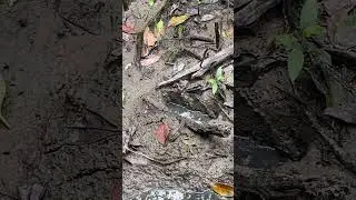 Mudskippers. Ikan Belacak. Oxudercinae. Fish.  Amphibious Fish. #naturelover #nature #real