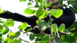 Racket-tailed Treepie (Crypsirina temia)