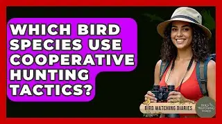 Which Bird Species Use Cooperative Hunting Tactics? - Bird Watching Diaries