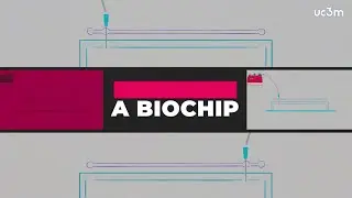 A new biochip makes in vitro skin manufacturing cheaper | UC3M
