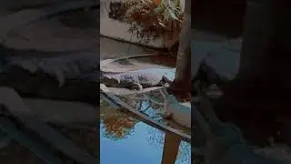 Sarnath zoo in Varanasi #crocodiles #crocodile #zoo #varanasi #kashivishwanath #mahadev