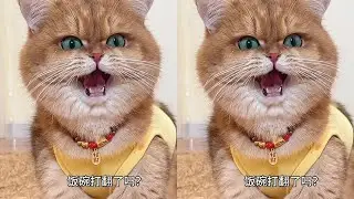 元宝:背着我偷吃呢？#萌宠出道计划 #心思全写在脸上的猫 #小猫咪怼脸杀视频