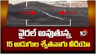 వైరల్ అవుతున్న 15 అడుగుల శ్వేతనాగు వీడియో | Snake Video Viral | Tamil Nadu Coal mine