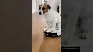 Jack Russel Terrier Moments😭💀