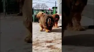 Dogs, big dogs, water, river, waterfall, mountain river, forest, nature, relax, rest, sleep