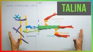 ¿Cómo sienten fuerza las células? - Talina y mecanotransducción