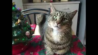 Happy first day of December 🎄Love from Smoke #viral 