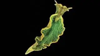 Elysia Chlorotica: A Sap-Sucking, Solar-Powered Sea Slug