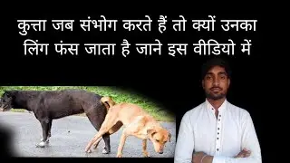 कुत्ता जब सेक्स करता है तो उसका लिंग क्यों फंस जाता है जाने इस वीडियो में