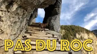 Pas du Roc, Alpine Ibex, Bouquetin des Alpes