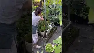 Join on our harvest today! There&rsquo;s so much lettuce! #harvest #lettuce #shorts #gardening