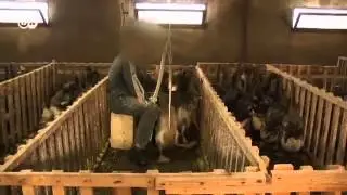 Frankreich: Stopfleber oder Tierschutz | Europa Aktuell