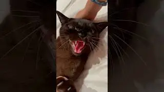 #dameungrrr