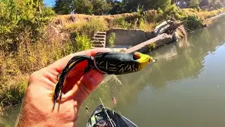 Ловля крупного речного окуня на лягушек Topwater