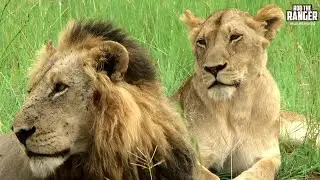 Lion Pride With Notorious Mapogo Coalition Lion MrT | Archive Footage