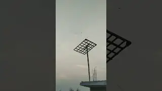 pigeon group fly